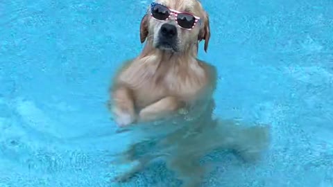 He is a dog that can swim