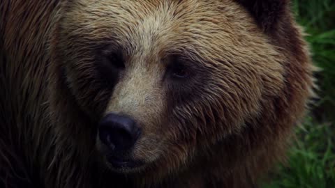 Bear swimming in the river