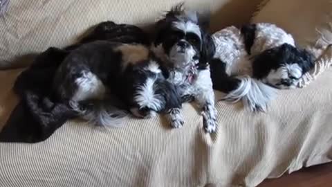 Dog Training Video Number Three ~ Looking Cute on Command ~ original dog humor video