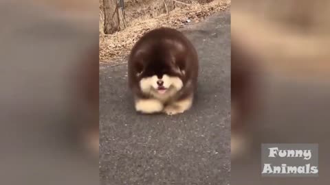 Dancing doggy