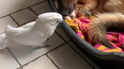 Tired Doggy Ignores Barking Birdie