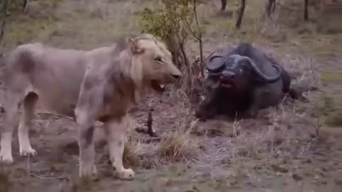 Most Amazing Wild Animal Attacks | Lion vs Buffalo | Big Battle When Prey Fights Back