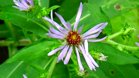 Aster