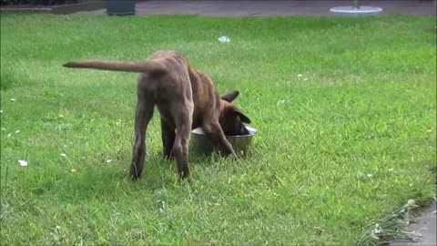 Puppy Attempts To Figure Out Water Bowl And It's Adorable