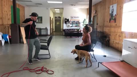 Best leash reactive dog training