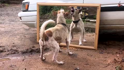 Puppy completely paffted by his mirror reflection funny moment video