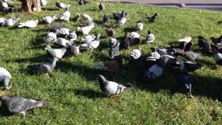 BIRD FEAST.