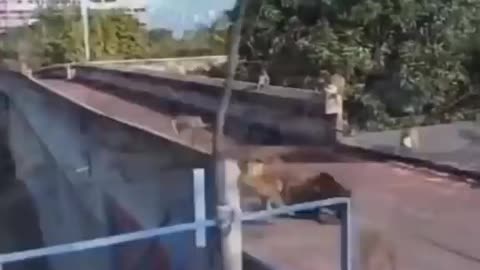 Dogs vs monkeys fun fight 😂🐵