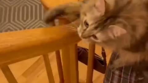 funny and crazy cats from the internet, check out the videos.