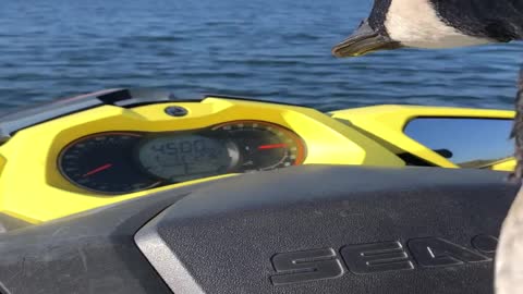 Peeps the Goose Has a Blast on a Jet Ski