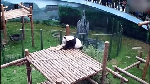 Cute Panda