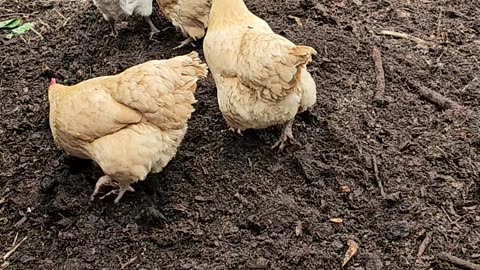 OMC! Chickens love to help compost while scratching and pecking for worms!