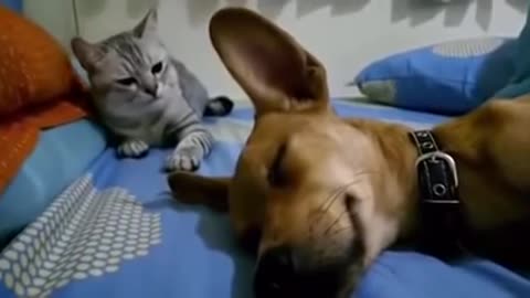 cat and dog funny videos