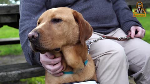 Labrador puppy learning and performing training commands | Dog fully trained|