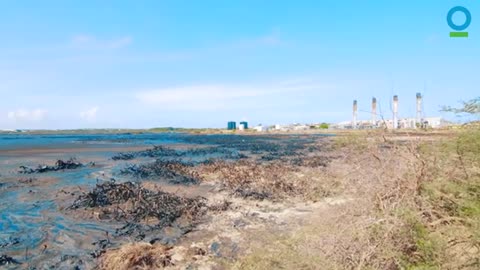 What Are Mangroves?