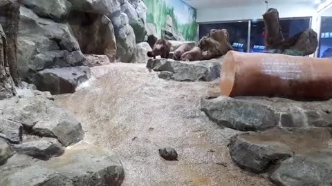 Chubby and cute otters