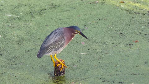 Green heron fishing