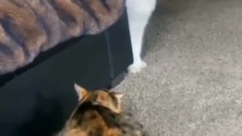 Cat Does Not Like The Other Cat. And Turns Off - TikTok Cats (Funny Animals #341)