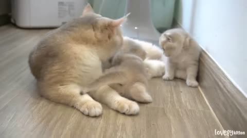 The way the mother cat loves her kitten is very strongly