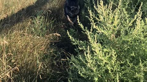 Frenchie Looks Majestic Running through Grass