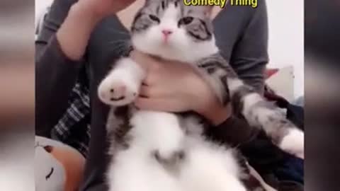 Cats are so funny you will die laughing - Funny cat compilation01