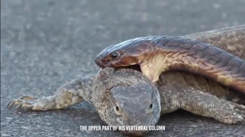 🐍😱 "Terrifying Snake Killer Unveiled! King Cobra Meets Its Match" - Nature's Deadly Showdown! 🌿📽️