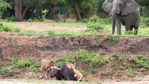 17 Hour Fight to the Death - Buffalo versus Lions.