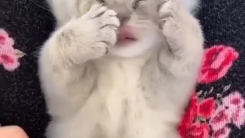 Cute baby's cat video