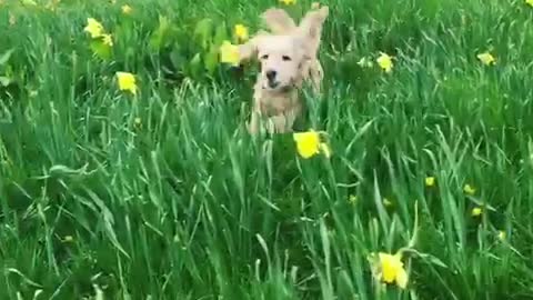 Dogs running around in tall grass