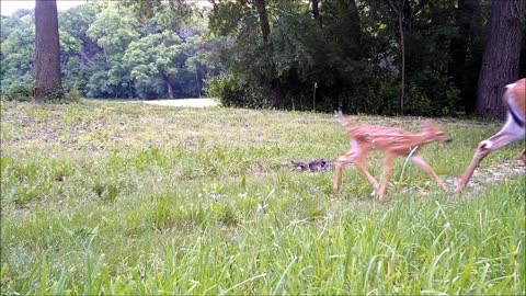 Fred Zepplin 2021, 6/4/21 First Deer Fawn, Tom Turkey's