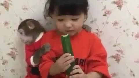 When Your Pet Monkey Wants Cucumber Badly