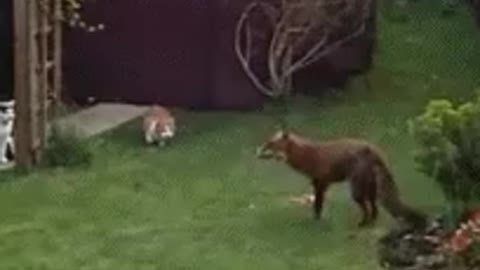 fox vs cats