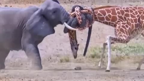 Giraffe colliding with elephant اصطدام الزرافة مع الفيل