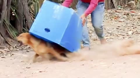 Prank To dog & Huge Box Prank to dog