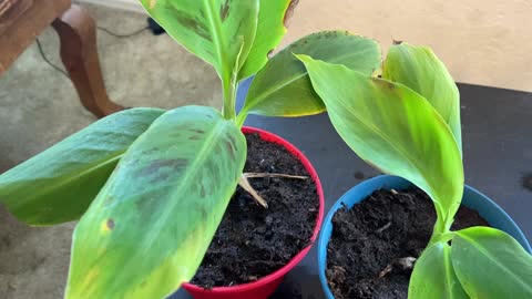 Banana Tree Propagation Update