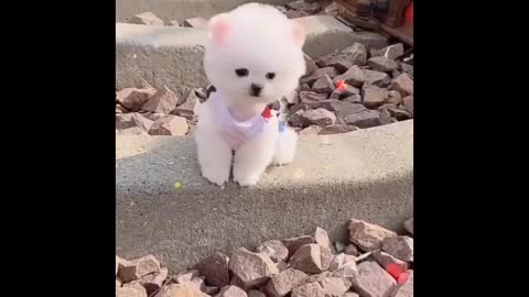 Most Famous Pomeranian Videos Cute baby animals cute puppies cute dog cute cat