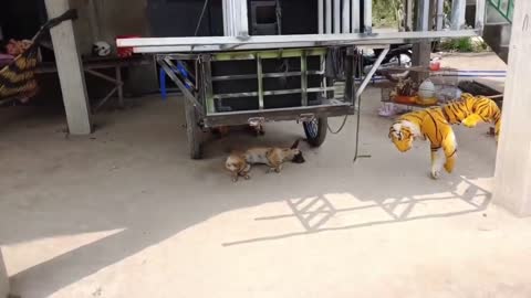 Wow! Fake Tiger Prank Dog Run So Funny Try To Stop Laugh Challenge Pranks