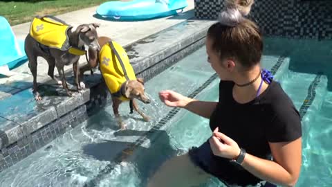 Teaching My Dogs How To Swim