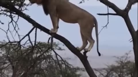 Buffalo fight back with lion