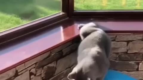 cute cat funny videos