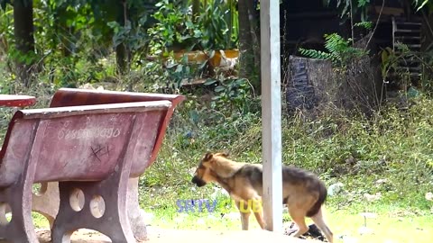 "Pranking with a Fake Lion: Real Dog's Reaction Shocking!"