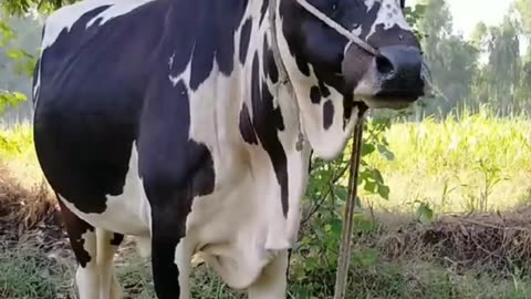 The Beautiful Cow