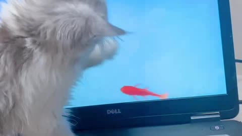 kitten catching Fish