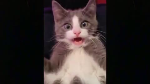 OMG Funny Cats 😸 Best Funny Cats 😺 Video 2021