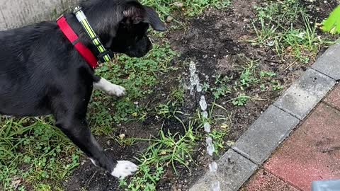 Thirsty Thirsty Puppy