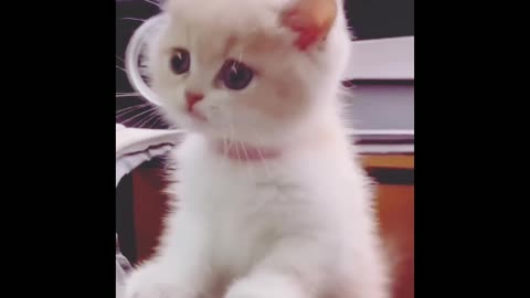 Cute and Adorable Kittens