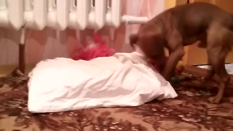 Smart dog is going to sleep