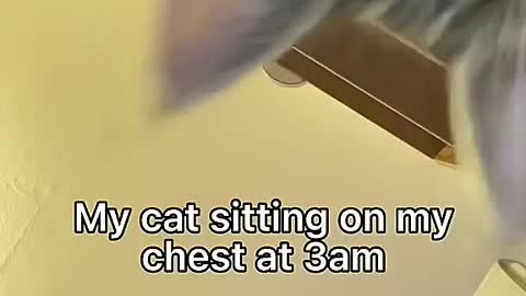 Every cat owner