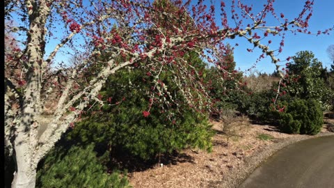 The Oregon Garden, Silverton Oregon, March 2024