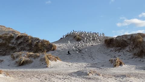 Penguin Rookery Quickly Runs Away